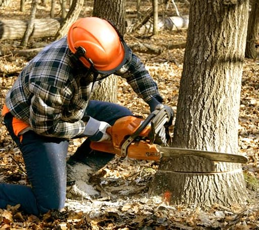 Tree Removal in Twin Oaks, OK